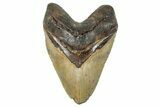 Huge, Fossil Megalodon Tooth - North Carolina #235534-1